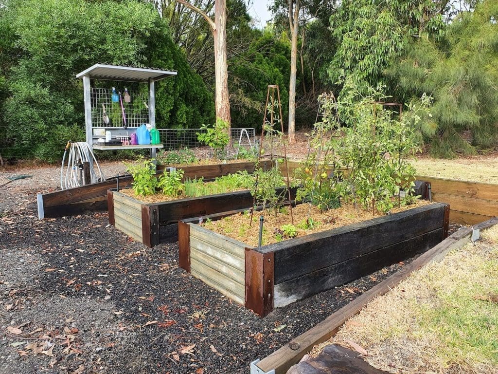 Growing vegetables in raised garden beds